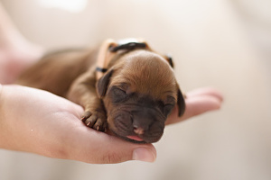 Newborn puppy