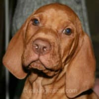 Viszla puppy headshot