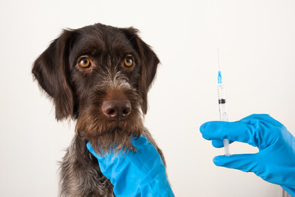 Pointer pup getting vaccination