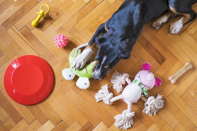 Puppy Teething Toys That Keep Everyone