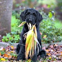 Naughty puppy with corn cob in his mouth