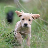 Happy puppy running through long grass