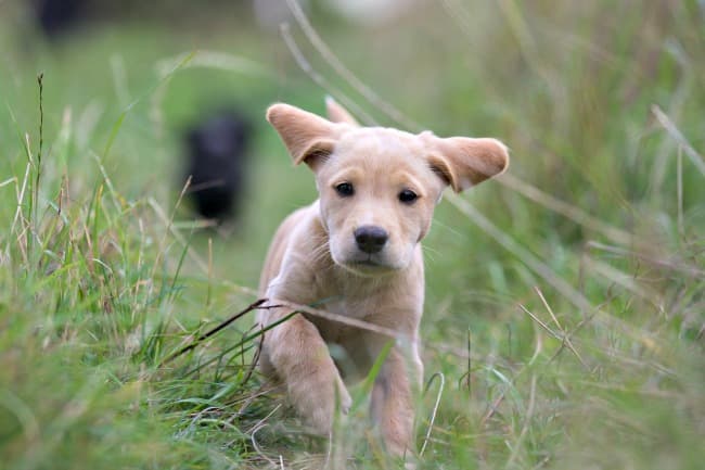 Labrador puppy running through long grass