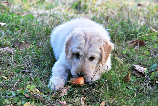 dog puppy deworming