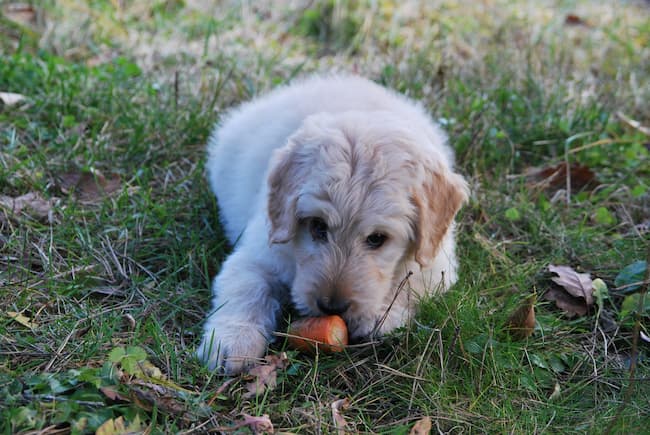 can teething make my puppy sick