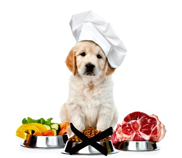 best homemade dog food for puppies