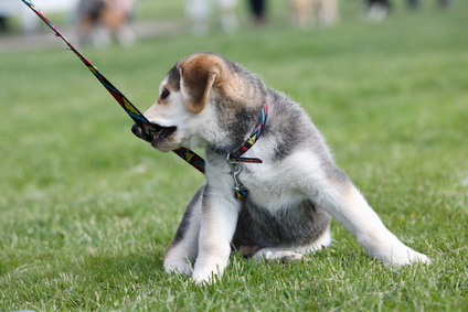 puppy biting on leash