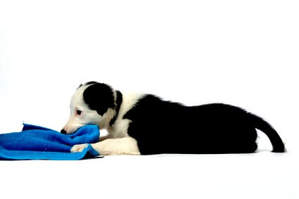 Puppy chewing a towel