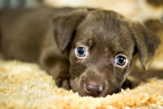 Young mixed breed puppy lying on towel and looking at camera Young mixed breed puppy lying on towel and looking at camera