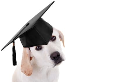 Lab puppy wearing graduation cap