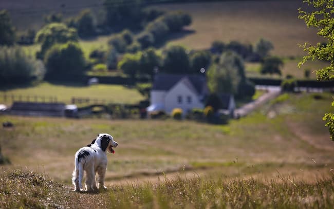 Puppy outdoors in the countryside on a sunny day