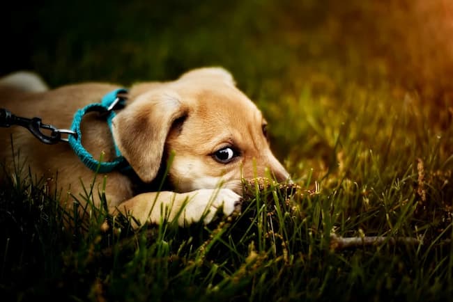 Young puppy lying down outdoors while wearing collar and leash Young puppy lying down outdoors while wearing collar and leash