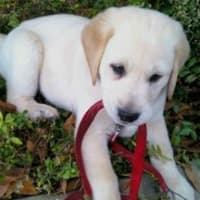 Puppy chewing on a red leash