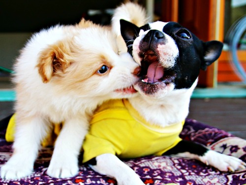 Aussie puppy meets adult dog Aussie puppy meets adult dog