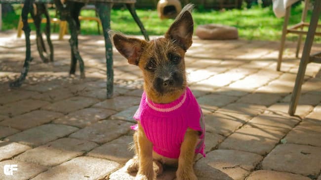 Cute puppy wearing pink knitted vest outdoors