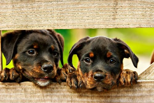 Two Rottweiler mix puppies peering through wooden fence bars Two Rottweiler mix puppies peering through wooden fence bars