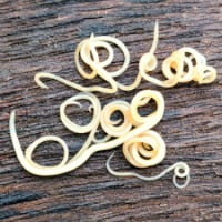 Puppy roundworms