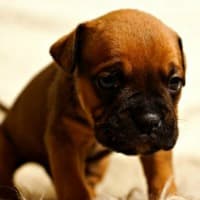 Tiny Boxer puppy not feeling well