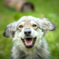 Cute puppy showing his healthy teeth