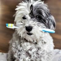 Puppy holding tooth brush in his mouth