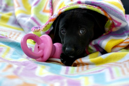 best thing to give a teething puppy