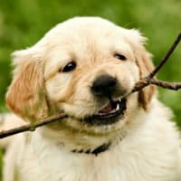 Teething Labrador puppy with stick in his mouth