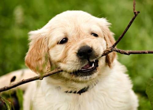 what can puppies chew on while teething