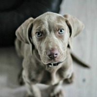 Weimaraner puppy practicing sit training command