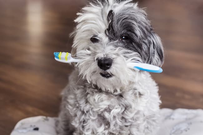 Puppy with toothbrush in his mouth Puppy with toothbrush in his mouth