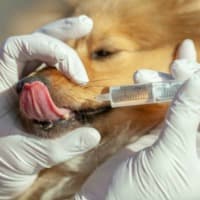 Sheltie puppy being given puppy worm medicine