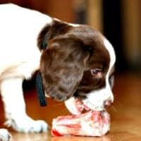 Spaniel puppy eating raw meaty bone