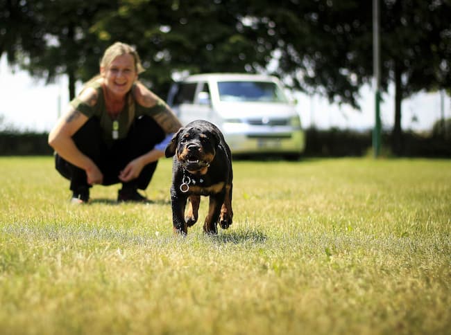 Rottweiler puppy enjoying outdoor training session with owner Rottweiler puppy enjoying outdoor training session with owner