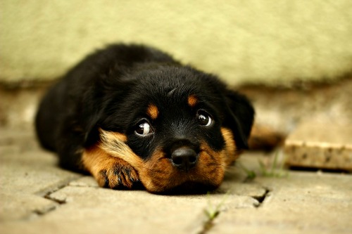 Sad little Rottweiler puppy Sad little Rottweiler puppy