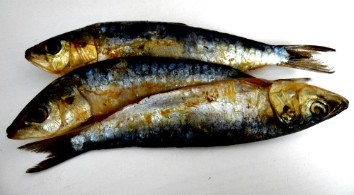 Sardines as a source of fat/oil in homemade puppy food Sardines for homemade puppy food