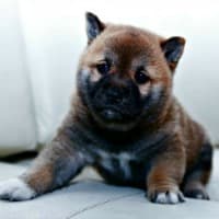 Shiba Inu puppy