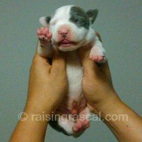 Single pitbull puppy at 7 days old Single pitbull puppy at 7 days old