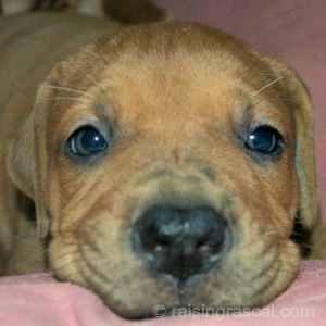 South African Mastiff puppy at 7 weeks