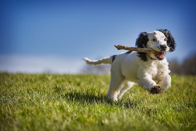 Spaniel puppy fetching a stick Spaniel puppy fetching a stick