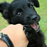 Puppy biting and nipping at owners hand