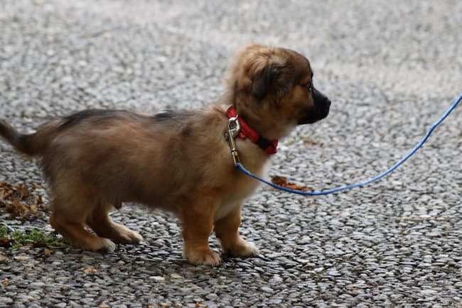 when can you start leash training a puppy