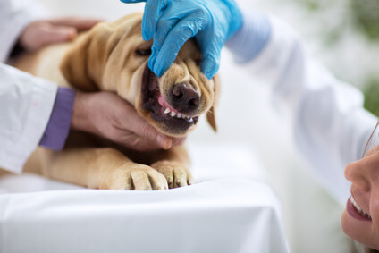 Veterinarian checking puppy's teeth Veterinarian checking puppy's teeth
