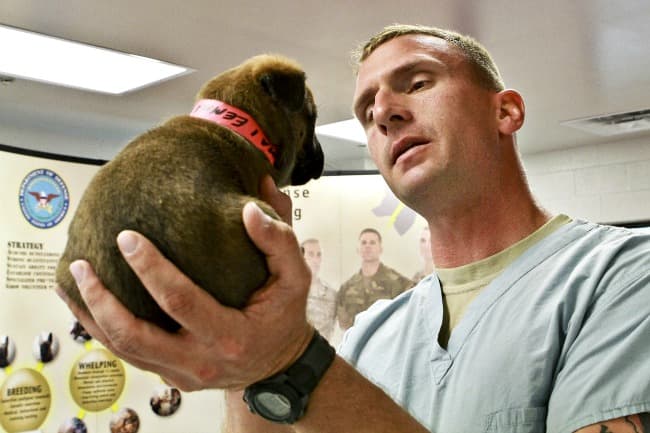 Veterinarian examining puppy