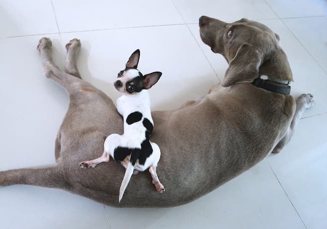 Weimaraner and Chihuahua on tile floor