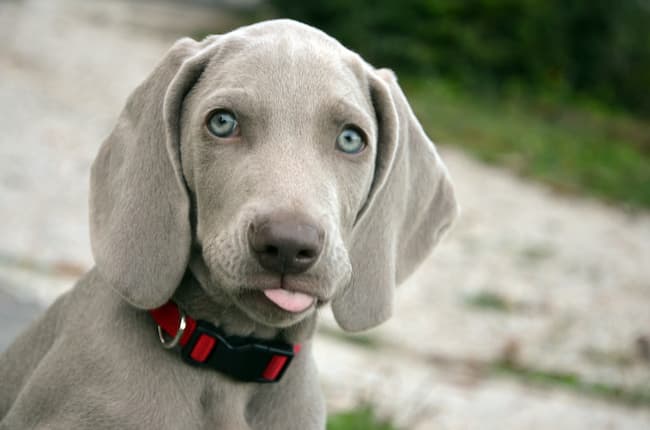 Weimaraner puppy outdoors wearing collar