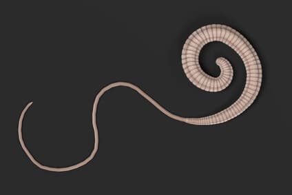 Close up view of whipworm on black background