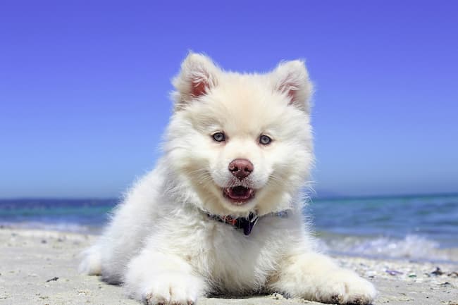 White pup lying on sandy beach with ocean and blue sky in background White pup lying on sandy beach with ocean and blue sky in background