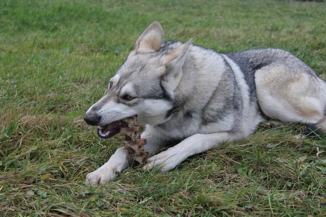 Wolf dog with a raw bone Wolf dog with a raw bone